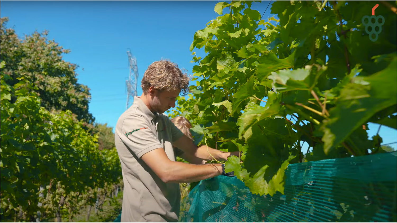 man bezig met het opzetten van een groen wespennet in een wijngaard