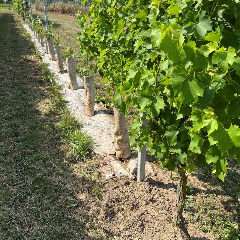 Van vezel tot bescherming: de rol van hennep binnen duurzame wijnbouw