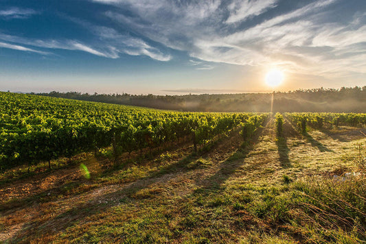 Biologische & biodynamische wijnbouw