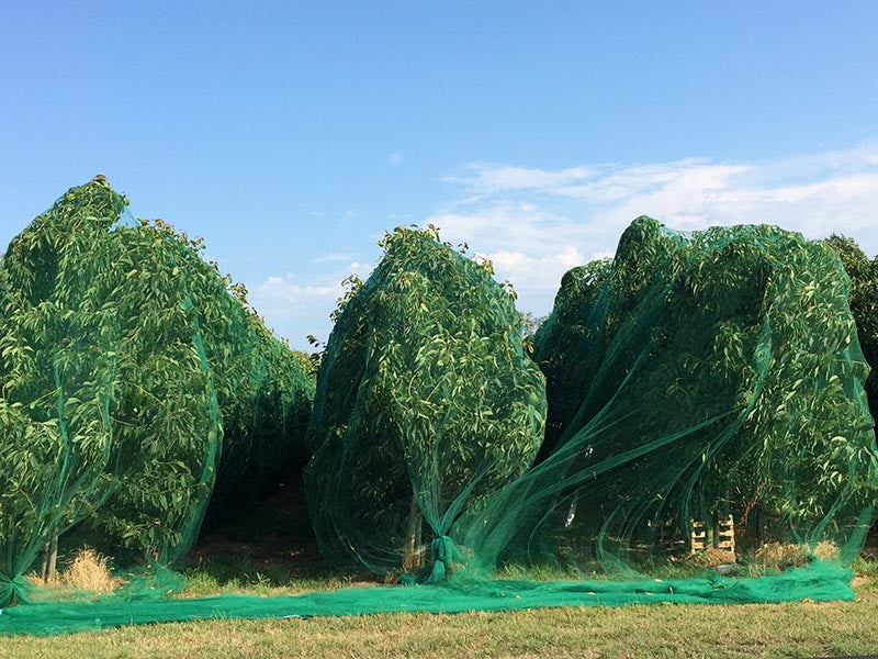 bomen ingepakt door groen vogelnet
