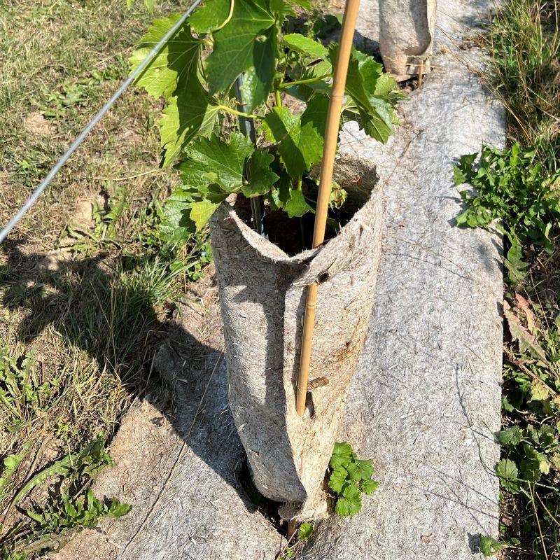 Hennep gronddoek 56 cm | 36 mnd – Natuurlijke bescherming voor jonge wijnstokken