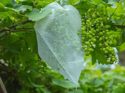 LINSOCLE Plantenbeschermingsnet voor fruitbomen, met ritssluiting en trekkoord, ademend en scheurbestendig insectenwerend net voor effectieve bescherming, 2 m x 2,4 m LINSOCLE Plantenbeschermingsnet voor fruitbomen, met ritssluiting en trekkoord, ademend en scheurbestendig insectenwerend net voor effectieve bescherming, 2 m x 2,4 m